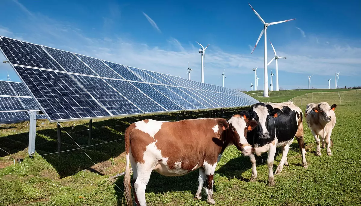 RENTABILITE ET AVENIR DES PROJETS AGRIVOLTAÏQUES BOVINS