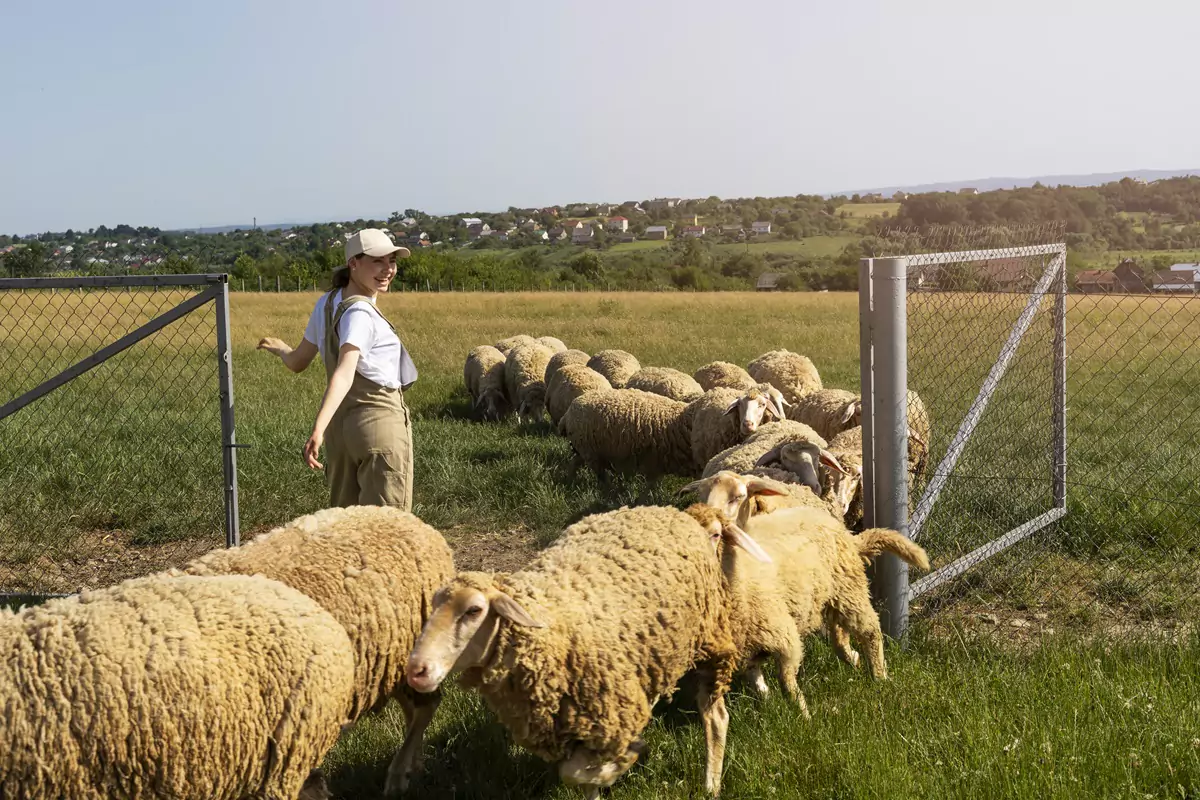 AGRIVOLTAÏSME ET ELEVAGE OVIN : UNE COMBINAISON GAGNANTE