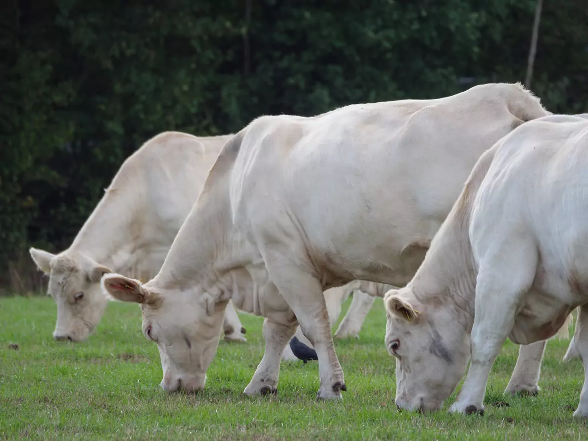 AGRIVOLTAÏSME ET ELEVAGE : UNE REVOLUTION POUR L'ELEVAGE DURABLE